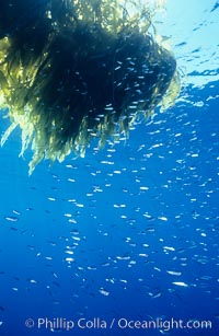 Juvenile rockfish school under a patch of drift kelp, open ocean, San Diego, California