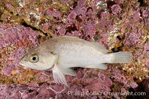 Unidentified rockfish, Santa Barbara Island