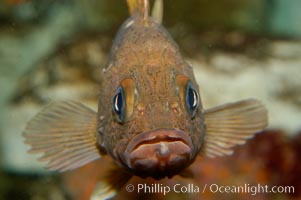 Unidentified rockfish