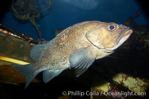 Unidentified rockfish