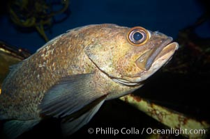 Unidentified rockfish