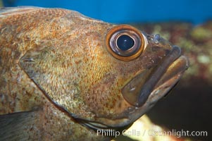 Unidentified rockfish