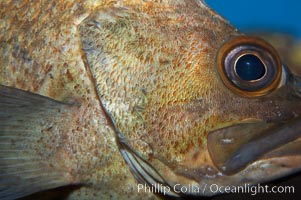 Unidentified rockfish