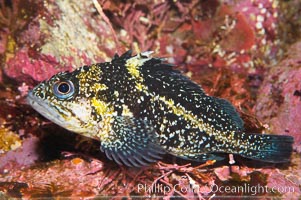 Unidentified rockfish