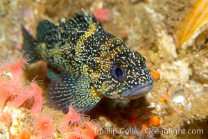 Unidentified rockfish