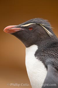 Rockhopper penguin portrait, showing the yellowish plume feathers that extend behind its red eye in adults.  The western rockhopper penguin stands about 23