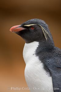 Image 23723, Rockhopper penguin portrait, showing the yellowish plume feathers that extend behind its red eye in adults.  The western rockhopper penguin stands about 23