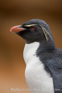 Rockhopper penguin portrait, showing the yellowish plume feathers that extend behind its red eye in adults.  The western rockhopper penguin stands about 23" high and weights up to 7.5 lb, with a lifespan of 20-30 years, Eudyptes chrysocome, Eudyptes chrysocome chrysocome, New Island