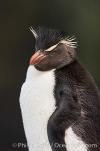 Rockhopper penguin portrait, showing the yellowish plume feathers that extend behind its red eye in adults.  The western rockhopper penguin stands about 23