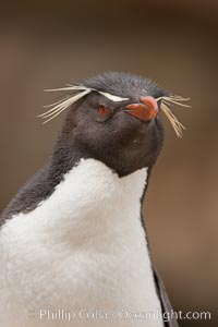 Rockhopper penguin portrait, showing the yellowish plume feathers that extend behind its red eye in adults.  The western rockhopper penguin stands about 23" high and weights up to 7.5 lb, with a lifespan of 20-30 years, Eudyptes chrysocome, Eudyptes chrysocome chrysocome, New Island