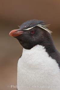 Rockhopper penguin portrait, showing the yellowish plume feathers that extend behind its red eye in adults.  The western rockhopper penguin stands about 23" high and weights up to 7.5 lb, with a lifespan of 20-30 years, Eudyptes chrysocome, Eudyptes chrysocome chrysocome, New Island