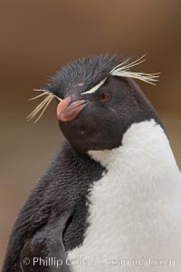 Rockhopper penguin portrait, showing the yellowish plume feathers that extend behind its red eye in adults.  The western rockhopper penguin stands about 23" high and weights up to 7.5 lb, with a lifespan of 20-30 years, Eudyptes chrysocome, Eudyptes chrysocome chrysocome, New Island