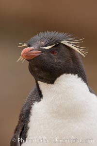 Rockhopper penguin portrait, showing the yellowish plume feathers that extend behind its red eye in adults.  The western rockhopper penguin stands about 23" high and weights up to 7.5 lb, with a lifespan of 20-30 years, Eudyptes chrysocome, Eudyptes chrysocome chrysocome, New Island