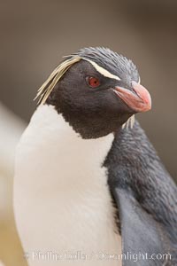 Rockhopper penguin portrait, showing the yellowish plume feathers that extend behind its red eye in adults.  The western rockhopper penguin stands about 23" high and weights up to 7.5 lb, with a lifespan of 20-30 years, Eudyptes chrysocome, Eudyptes chrysocome chrysocome, New Island