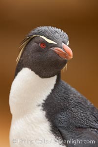 Rockhopper penguin portrait, showing the yellowish plume feathers that extend behind its red eye in adults.  The western rockhopper penguin stands about 23" high and weights up to 7.5 lb, with a lifespan of 20-30 years, Eudyptes chrysocome, Eudyptes chrysocome chrysocome, New Island