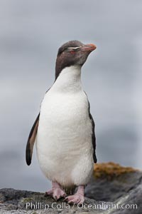 Rockhopper penguin.  This juvenile has not yet developed the yellowish plume feathers that extend behind its red eye in adults.  The western rockhopper penguin stands about 23" high and weights up to 7.5 lb, with a lifespan of 20-30 years, Eudyptes chrysocome, Eudyptes chrysocome chrysocome, New Island