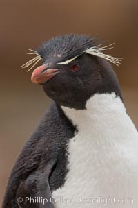 Rockhopper penguin portrait, showing the yellowish plume feathers that extend behind its red eye in adults.  The western rockhopper penguin stands about 23" high and weights up to 7.5 lb, with a lifespan of 20-30 years, Eudyptes chrysocome, Eudyptes chrysocome chrysocome, New Island