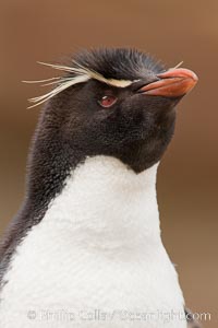 Rockhopper penguin portrait, showing the yellowish plume feathers that extend behind its red eye in adults.  The western rockhopper penguin stands about 23" high and weights up to 7.5 lb, with a lifespan of 20-30 years, Eudyptes chrysocome, Eudyptes chrysocome chrysocome, New Island