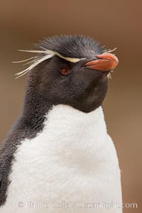 Rockhopper penguin portrait, showing the yellowish plume feathers that extend behind its red eye in adults.  The western rockhopper penguin stands about 23" high and weights up to 7.5 lb, with a lifespan of 20-30 years, Eudyptes chrysocome, Eudyptes chrysocome chrysocome, New Island