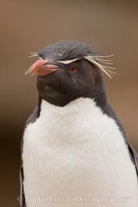 Rockhopper penguin portrait, showing the yellowish plume feathers that extend behind its red eye in adults.  The western rockhopper penguin stands about 23" high and weights up to 7.5 lb, with a lifespan of 20-30 years, Eudyptes chrysocome, Eudyptes chrysocome chrysocome, New Island