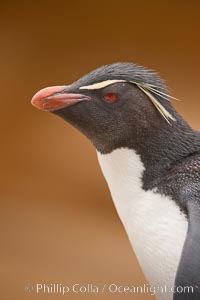 Rockhopper penguin portrait, showing the yellowish plume feathers that extend behind its red eye in adults.  The western rockhopper penguin stands about 23" high and weights up to 7.5 lb, with a lifespan of 20-30 years, Eudyptes chrysocome, Eudyptes chrysocome chrysocome, New Island