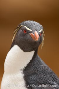 Rockhopper penguin portrait, showing the yellowish plume feathers that extend behind its red eye in adults.  The western rockhopper penguin stands about 23" high and weights up to 7.5 lb, with a lifespan of 20-30 years, Eudyptes chrysocome, Eudyptes chrysocome chrysocome, New Island