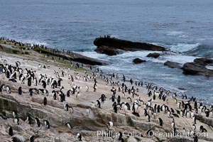 Rockhopper penguins, on rocky coastline of New Island in the Falklands.  True to their name, rockhopper penguins scramble over the rocky intertidal zone and up steep hillsides to reach their nesting colonies which may be hundreds of feet above the ocean, often jumping up and over rocks larger than themselves.  Rockhopper penguins reach 23" and 7.5lb in size, and can live 20-30 years.  They feed primarily on feed on krill, squid, octopus, lantern fish, molluscs, plankton, cuttlefish, and crustaceans, Eudyptes chrysocome, Eudyptes chrysocome chrysocome