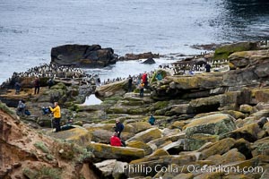 Visitors to New Island, in the Falkland Islands view rockhopper penguins coming and going along the rocky intertidal zone, Eudyptes chrysocome, Eudyptes chrysocome chrysocome