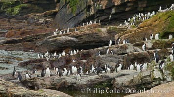 Rockhopper penguins, on rocky coastline of New Island in the Falklands.  True to their name, rockhopper penguins scramble over the rocky intertidal zone and up steep hillsides to reach their nesting colonies which may be hundreds of feet above the ocean, often jumping up and over rocks larger than themselves.  Rockhopper penguins reach 23" and 7.5lb in size, and can live 20-30 years.  They feed primarily on feed on krill, squid, octopus, lantern fish, molluscs, plankton, cuttlefish, and crustaceans, Eudyptes chrysocome, Eudyptes chrysocome chrysocome