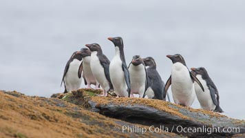 Rockhopper penguins, on rocky coastline of New Island in the Falklands.  True to their name, rockhopper penguins scramble over the rocky intertidal zone and up steep hillsides to reach their nesting colonies which may be hundreds of feet above the ocean, often jumping up and over rocks larger than themselves.  Rockhopper penguins reach 23" and 7.5lb in size, and can live 20-30 years.  They feed primarily on feed on krill, squid, octopus, lantern fish, molluscs, plankton, cuttlefish, and crustaceans, Eudyptes chrysocome, Eudyptes chrysocome chrysocome