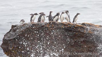 Rockhopper penguins, on rocky coastline of New Island in the Falklands.  True to their name, rockhopper penguins scramble over the rocky intertidal zone and up steep hillsides to reach their nesting colonies which may be hundreds of feet above the ocean, often jumping up and over rocks larger than themselves.  Rockhopper penguins reach 23" and 7.5lb in size, and can live 20-30 years.  They feed primarily on feed on krill, squid, octopus, lantern fish, molluscs, plankton, cuttlefish, and crustaceans, Eudyptes chrysocome, Eudyptes chrysocome chrysocome