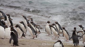 Rockhopper penguins, on rocky coastline of New Island in the Falklands.  True to their name, rockhopper penguins scramble over the rocky intertidal zone and up steep hillsides to reach their nesting colonies which may be hundreds of feet above the ocean, often jumping up and over rocks larger than themselves.  Rockhopper penguins reach 23" and 7.5lb in size, and can live 20-30 years.  They feed primarily on feed on krill, squid, octopus, lantern fish, molluscs, plankton, cuttlefish, and crustaceans, Eudyptes chrysocome, Eudyptes chrysocome chrysocome