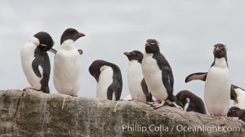 Rockhopper penguins, on rocky coastline of New Island in the Falklands.  True to their name, rockhopper penguins scramble over the rocky intertidal zone and up steep hillsides to reach their nesting colonies which may be hundreds of feet above the ocean, often jumping up and over rocks larger than themselves.  Rockhopper penguins reach 23" and 7.5lb in size, and can live 20-30 years.  They feed primarily on feed on krill, squid, octopus, lantern fish, molluscs, plankton, cuttlefish, and crustaceans, Eudyptes chrysocome, Eudyptes chrysocome chrysocome