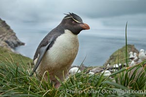 Western rockhopper penguin, standing atop tussock grass near a rookery of black-browed albatross, Eudyptes chrysocome, Westpoint Island