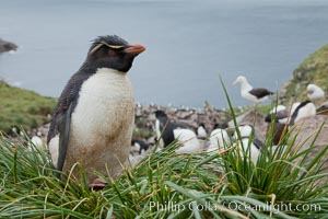 Western rockhopper penguin, standing atop tussock grass near a rookery of black-browed albatross, Eudyptes chrysocome, Westpoint Island