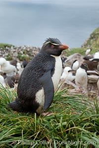 Western rockhopper penguin, standing atop tussock grass near a rookery of black-browed albatross, Eudyptes chrysocome, Westpoint Island