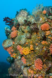 Rocky Reef and Invertebrate Life, Corals and Gorgonians, Mike's Reef, Sea of Cortez