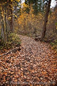 Hiking trail, trees, autumn leaves, Adams River, Roderick Haig-Brown Provincial Park, British Columbia, Canada