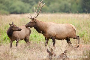 Roosevelt elk, adult bull male with large antlers.  Roosevelt elk grow to 10' and 1300 lb, eating grasses, sedges and various berries, inhabiting the coastal rainforests of the Pacific Northwest, Cervus canadensis roosevelti, Redwood National Park, California