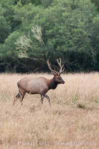 Roosevelt elk, adult bull male with large antlers.  Roosevelt elk grow to 10' and 1300 lb, eating grasses, sedges and various berries, inhabiting the coastal rainforests of the Pacific Northwest, Cervus canadensis roosevelti, Redwood National Park, California