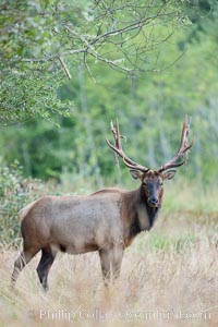 Roosevelt elk, adult bull male with large antlers.  Roosevelt elk grow to 10' and 1300 lb, eating grasses, sedges and various berries, inhabiting the coastal rainforests of the Pacific Northwest.