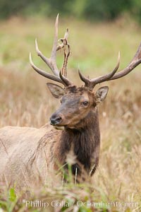 Roosevelt elk, adult bull male with large antlers.  Roosevelt elk grow to 10' and 1300 lb, eating grasses, sedges and various berries, inhabiting the coastal rainforests of the Pacific Northwest, Cervus canadensis roosevelti, Redwood National Park, California