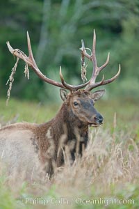 Roosevelt elk, adult bull male with large antlers.  Roosevelt elk grow to 10' and 1300 lb, eating grasses, sedges and various berries, inhabiting the coastal rainforests of the Pacific Northwest, Cervus canadensis roosevelti, Redwood National Park, California
