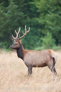 Roosevelt elk, adult bull male with large antlers.  Roosevelt elk grow to 10' and 1300 lb, eating grasses, sedges and various berries, inhabiting the coastal rainforests of the Pacific Northwest, Cervus canadensis roosevelti, Redwood National Park, California