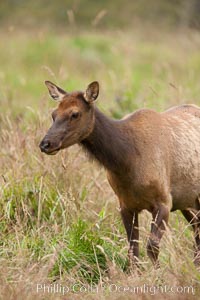 Roosevelt elk, juvenile.  Roosevelt elk grow to 10' and 1300 lb, eating grasses, sedges and various berries, inhabiting the coastal rainforests of the Pacific Northwest, Cervus canadensis roosevelti, Redwood National Park, California