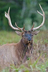 Roosevelt elk, adult bull male with large antlers.  Roosevelt elk grow to 10' and 1300 lb, eating grasses, sedges and various berries, inhabiting the coastal rainforests of the Pacific Northwest, Cervus canadensis roosevelti, Redwood National Park, California