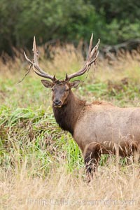 Roosevelt elk, adult bull male with large antlers.  Roosevelt elk grow to 10' and 1300 lb, eating grasses, sedges and various berries, inhabiting the coastal rainforests of the Pacific Northwest, Cervus canadensis roosevelti, Redwood National Park, California