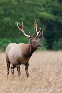 Roosevelt elk, adult bull male with large antlers.  Roosevelt elk grow to 10' and 1300 lb, eating grasses, sedges and various berries, inhabiting the coastal rainforests of the Pacific Northwest, Cervus canadensis roosevelti, Redwood National Park, California