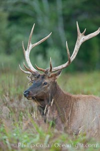 Roosevelt elk, adult bull male with large antlers.  Roosevelt elk grow to 10' and 1300 lb, eating grasses, sedges and various berries, inhabiting the coastal rainforests of the Pacific Northwest, Cervus canadensis roosevelti, Redwood National Park, California