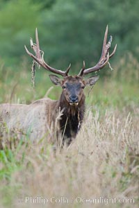 Roosevelt elk, adult bull male with large antlers.  Roosevelt elk grow to 10' and 1300 lb, eating grasses, sedges and various berries, inhabiting the coastal rainforests of the Pacific Northwest, Cervus canadensis roosevelti, Redwood National Park, California